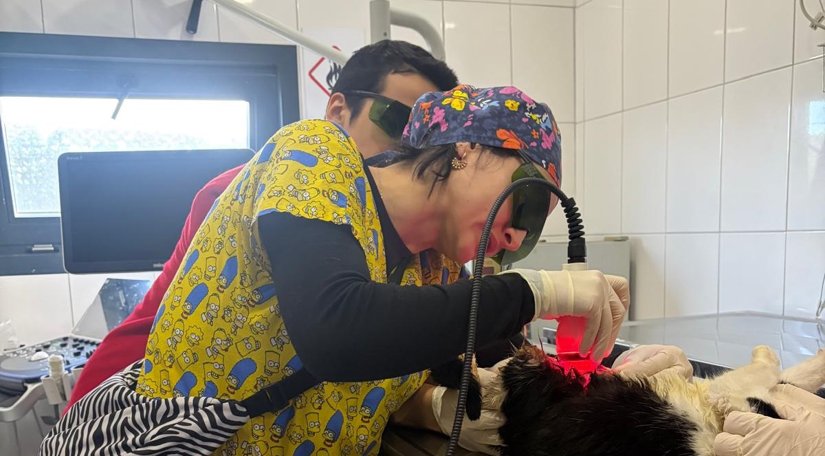 Sokak Hayvanları Tedavi Merkezinde Veteriner Biyomedikal Lazer Eğitimi