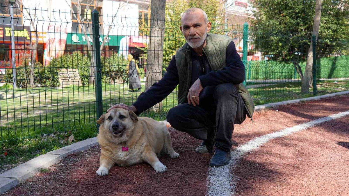 13 Yaşındaki Obez Köpek “Kız”, Düzenli Yürüyüşlerle Sağlığına Kavuşuyor