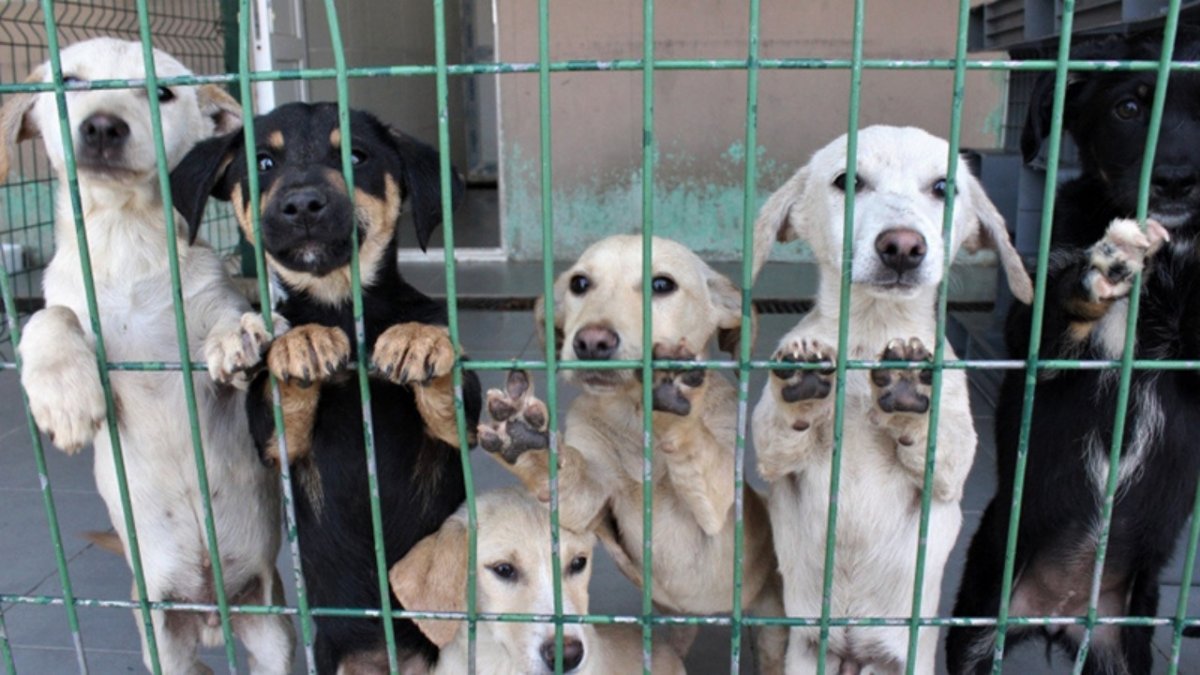 3,8 Milyon Sahipsiz Köpek Toplandı İddiası: Barınak Kapasitesi Tartışma Yarattı