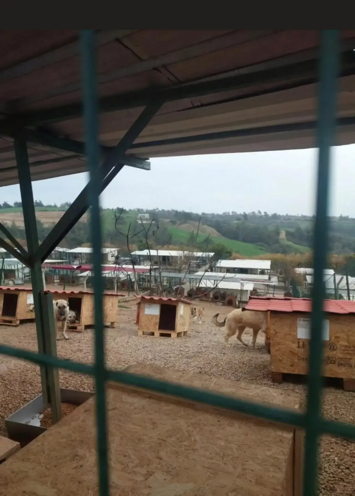 Adana’da Sokak Hayvanlarına Kış Desteği: Gönüllülerin Hazırladığı Kulübeler Barınaklara Ulaştı