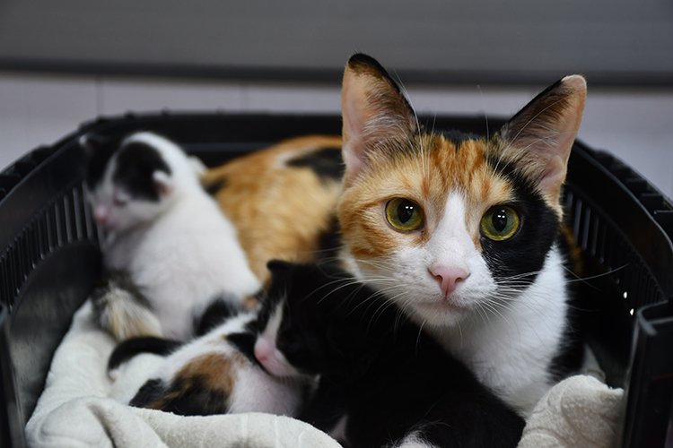 Adana’da Zor Doğum Yapan Kedi Sezaryenle 3 Yavrusuna Kavuştu