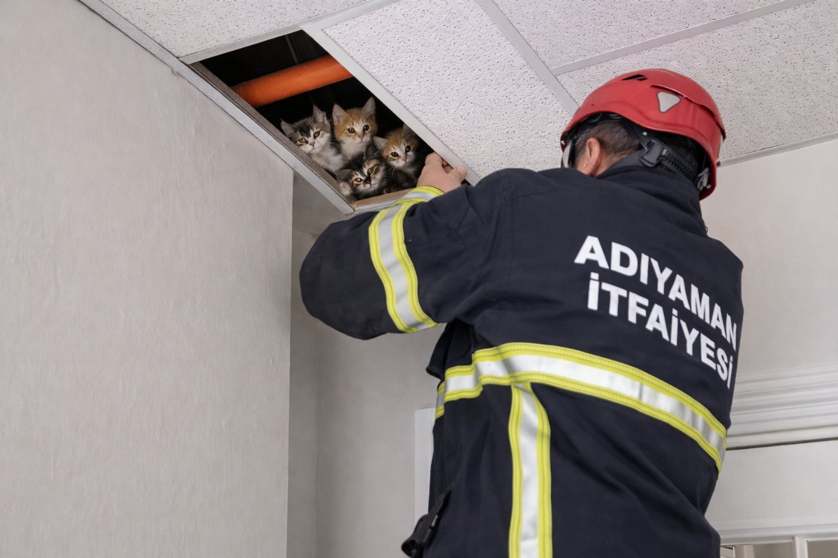 Adıyaman’da Asma Tavanda Mahsur Kalan Yavru Kediler Kurtarıldı