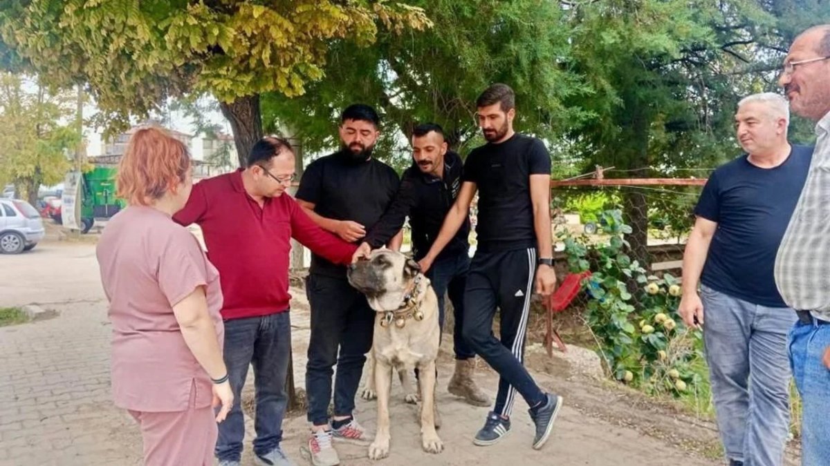 Afyonkarahisar Başmakçı'da Evcil Hayvanlara Mikroçip Uygulaması Devam Ediyor