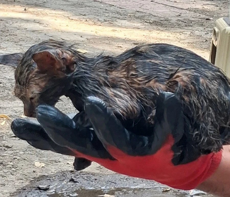 Ağrı’da Zifte Saplanan Yavru Kedi İçin İtfaiyeden Hassas Kurtarma