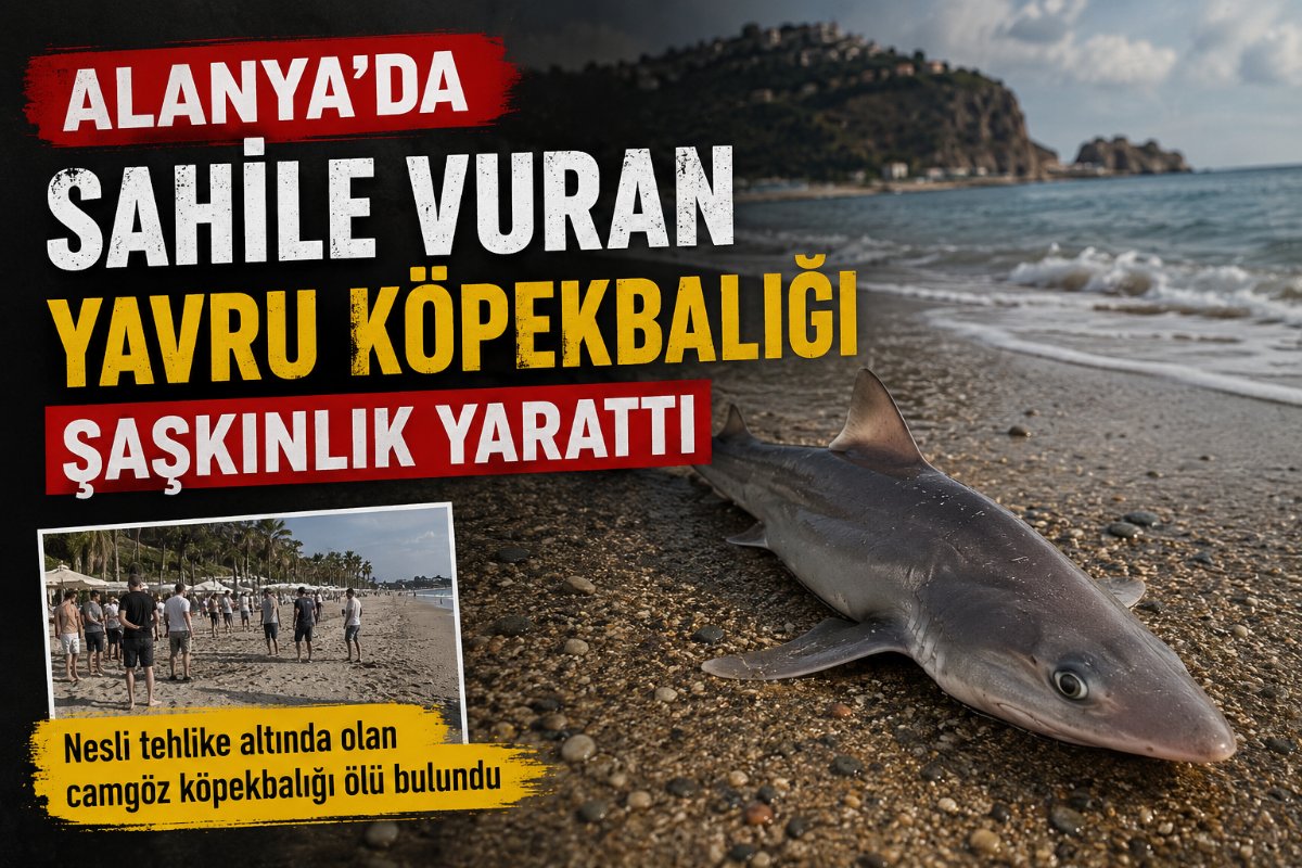Alanya sahilinde ölü yavru camgöz köpek balığı bulundu