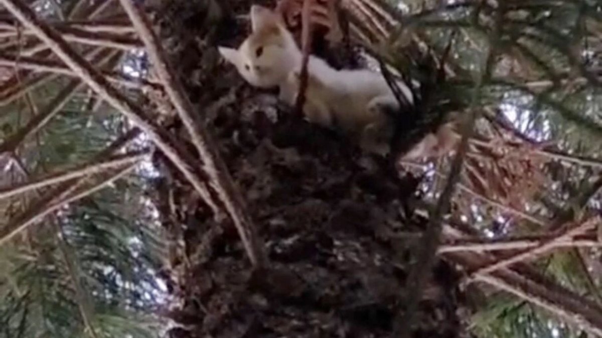 Alanya'da ağaçta mahsur kalan anne kedi ve yavrusu kurtarıldı