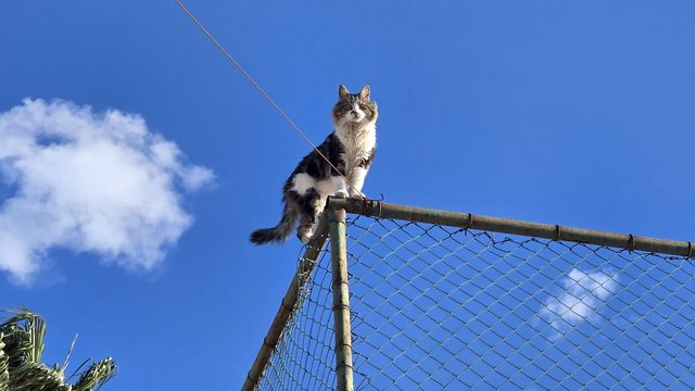 Alanya’da Tel Çitte Mahsur Kalan Kedi Sepetli Araçla Kurtarıldı