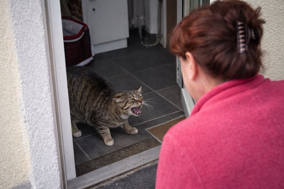 Almanya’da İlginç Olay: Tıslayan Kedi Kadını Eve Sokmadı