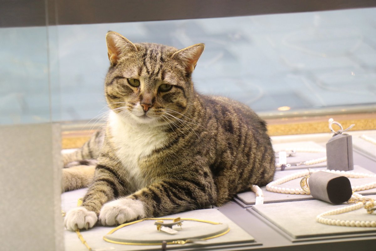 Altın Vitrinin Müdavimi: Kuyumcunun Kedisi Şaziye Her Sabah İş Başında