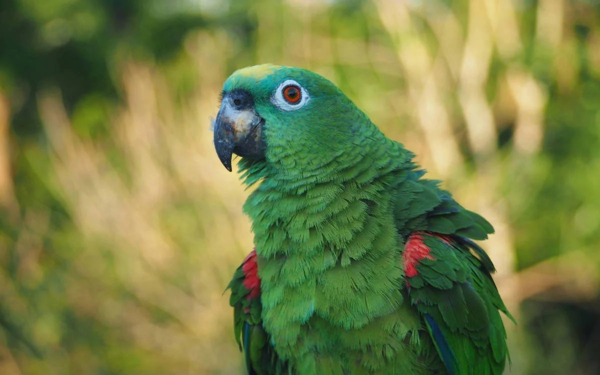 Ankara’da Yeşil Papağan Tartışması: İstilacı Tür mü, İnsan Kaynaklı Sorun mu?