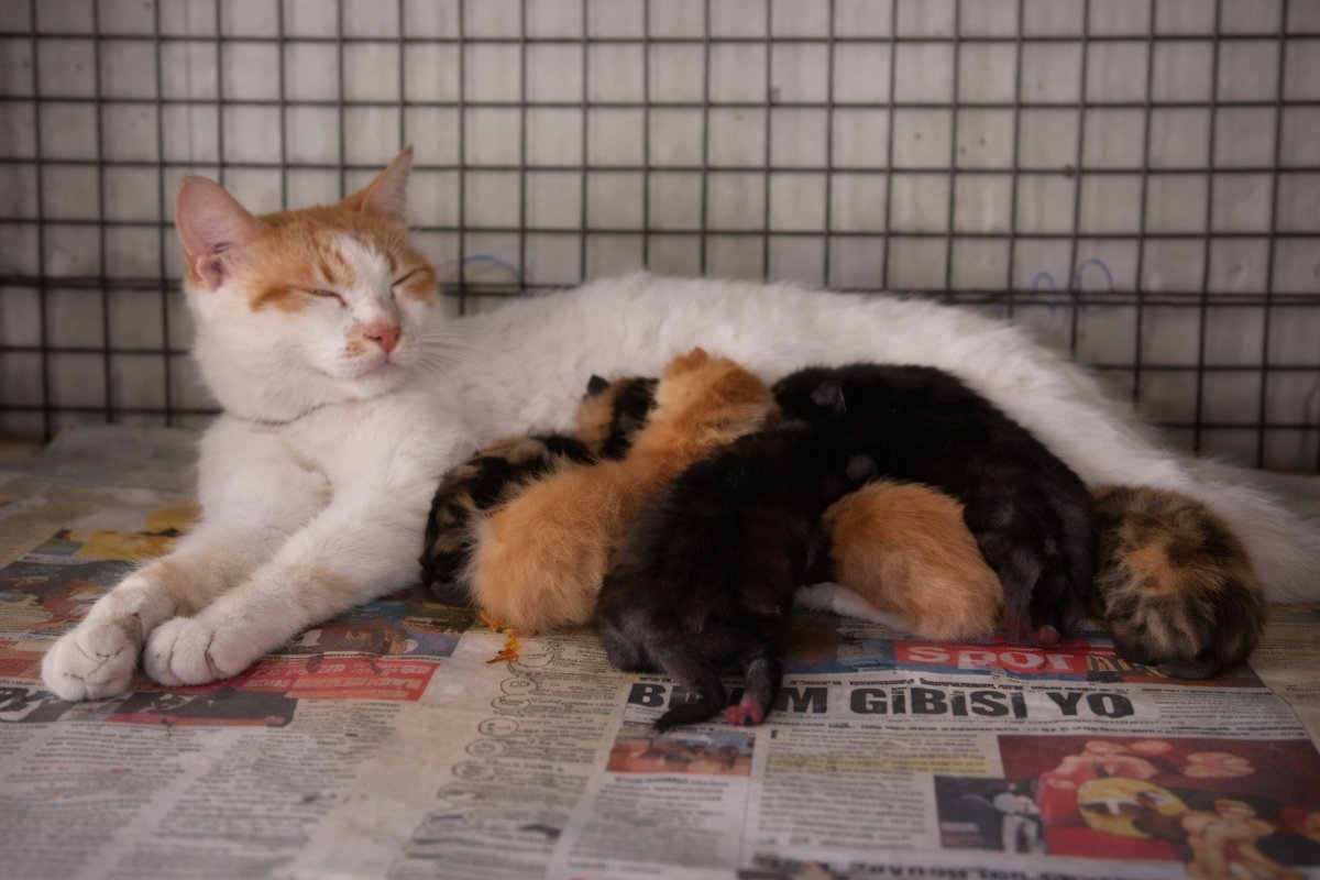 Anne Şefkati Tür Tanımadı: Yavru Köpeklere Kedi Sahip Çıktı