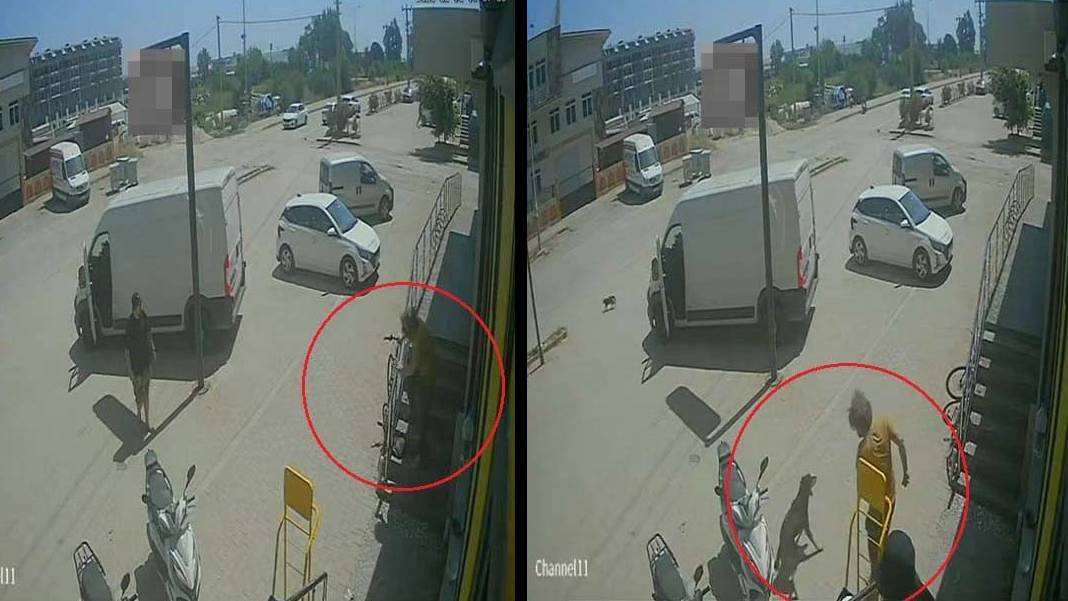 Antalya’da hayvanlara şiddet tepki çekti