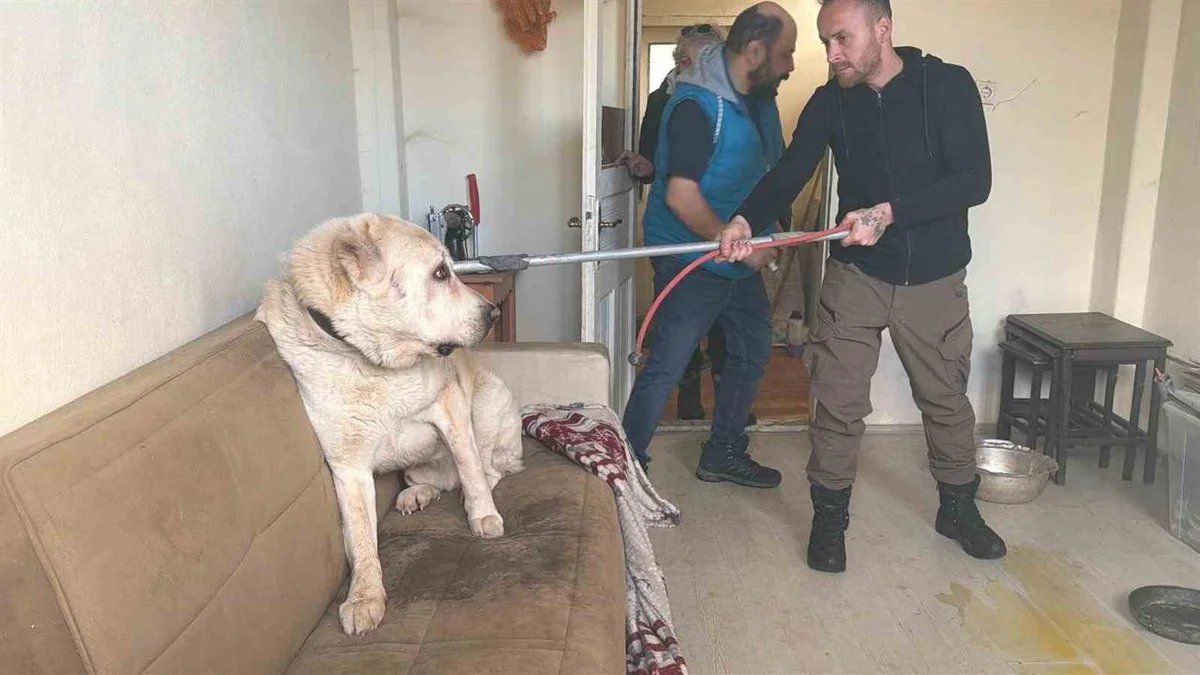 Artvin’de Evde Mahsur Kalan 12 Kedi ve Köpek Kurtarıldı