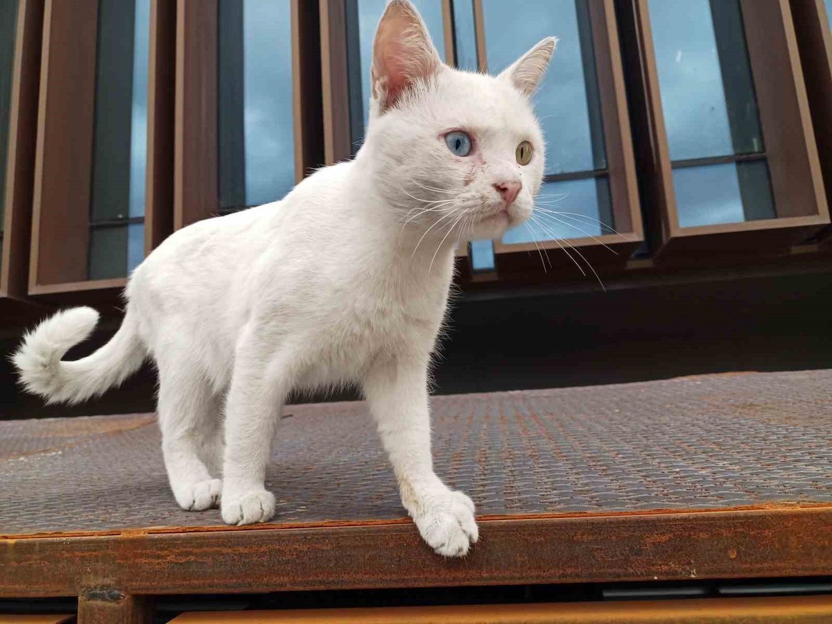 Atakum’da İki Farklı Göz Rengiyle Dikkat Çeken Kedi Mahallenin Maskotu Oldu