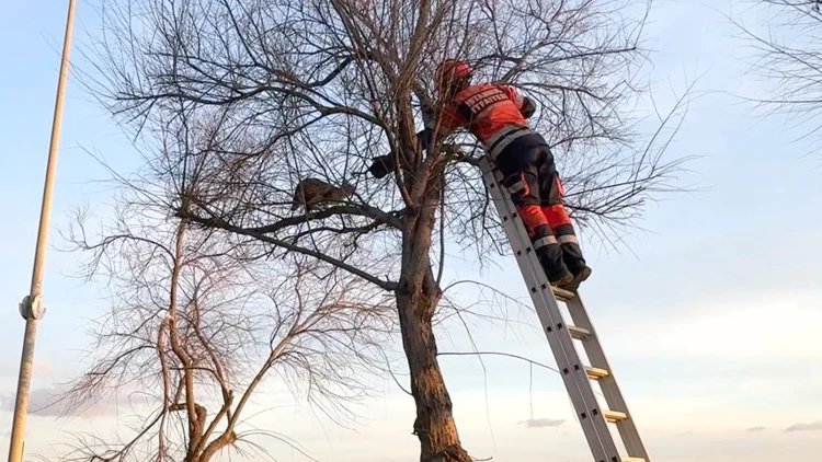 Avcılar Sahili’nde Ağaçta Mahsur Kalan Kedi İki Kez Kurtarıldı