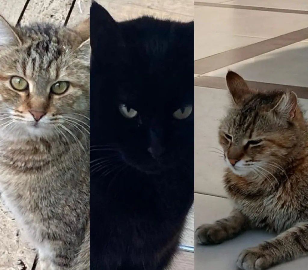 Aydın’da Rezidansta Kedi Krizi: Site Yönetimi ile Sakinler Karşı Karşıya