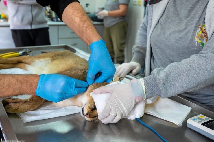 Aydın’da Yaralı Bulunan Saz Kedisi Ameliyatla Hayata Tutundu, Yeniden Doğaya Kavuştu