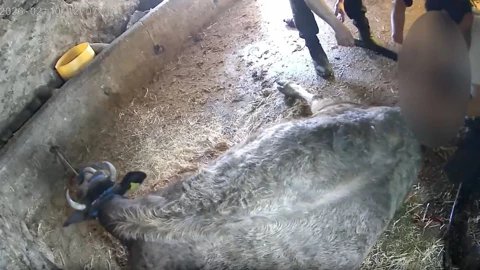 Aydın’da Yetkisiz Müdahale İddiası: Veterinerler Suç Duyurusuna Hazırlanıyor