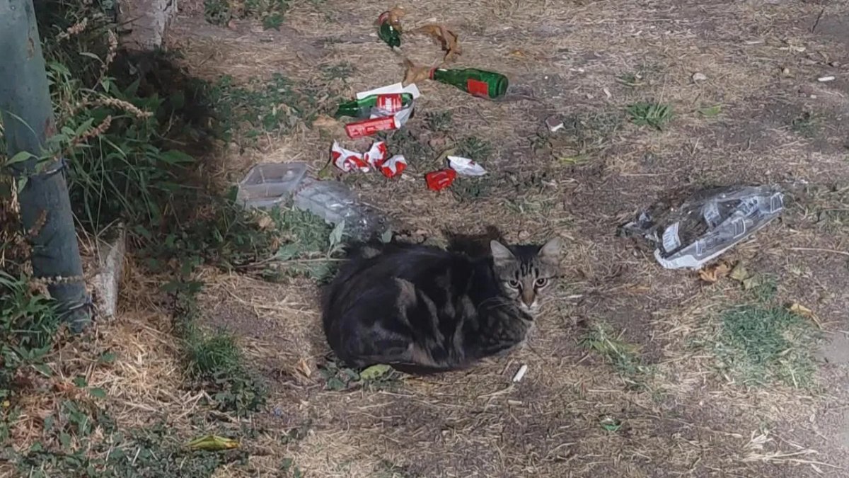 Babaeski’de Çevre Kirliliğini Bir Kedi Anlattı: Tek Karede Dikkat Çeken Mesaj