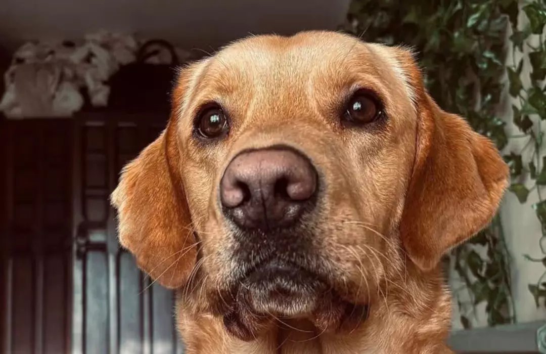 Bahçede Bulunan Şişe 160 Yıllık Cinayeti Ortaya Çıkardı: İpucu Bir Köpekten Geldi