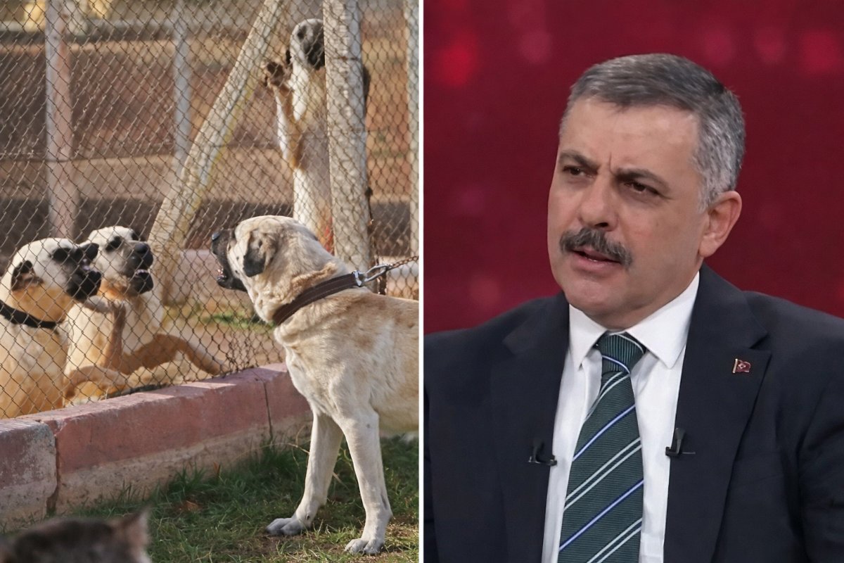 Bakan Çiftçi Açıkladı: Sokak Köpeklerinin Yüzde 75’i Toplama Sürecine Dahil Edildi
