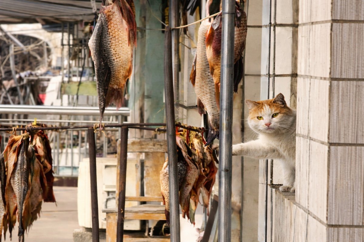 Balık Avına Çıkmıştı: Kamerayı Görünce “Yakalandım” Bakışıyla Viral Oldu