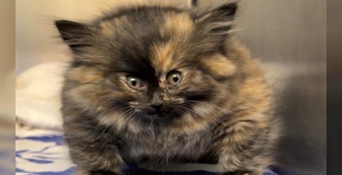 Balon Gibi Şişen Kedi Ölümün Eşiğinden Döndü: Zoe’nin Yaşam Mücadelesi