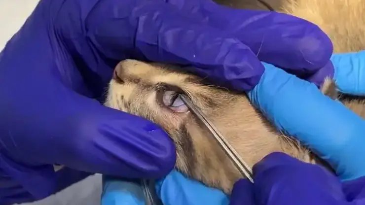 Bandaj lens takılan yavru kedi yeniden görmeye hazırlanıyor