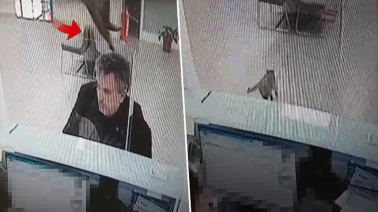 Bankada tavandan kedi düştü