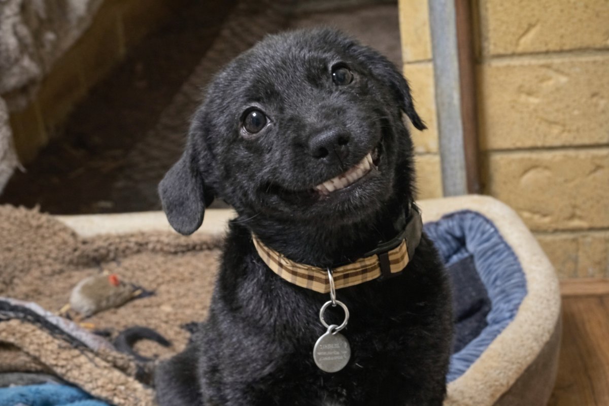 Barınakta Yıllarca Bekleyen “Pappy”, Gülümsemesiyle Yeni Ailesine Kavuştu