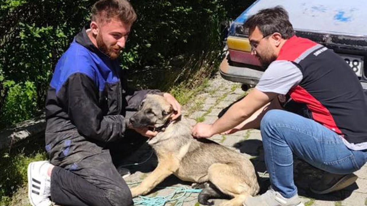 Bayat’ta Evcil Hayvanlara Aşı ve Kimliklendirme Seferberliği