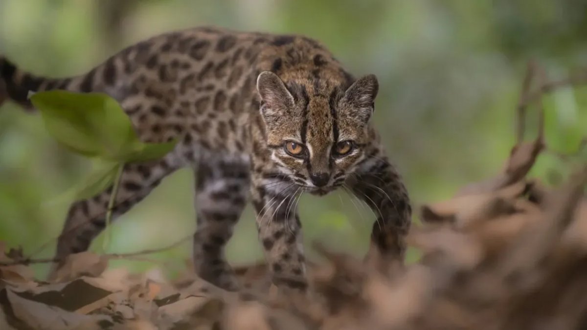 Bilim Dünyasında 100 Yıl Sonra Bir İlk: Yeni Yabani Kedi Türü Tanımlandı