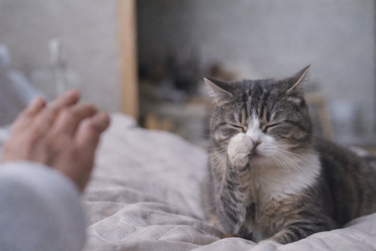 Bilinenin Aksine: Kediler de İnsanlara Alerji Geliştirebiliyor