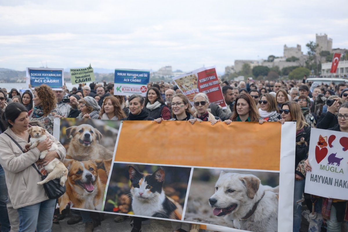 Bodrum'da Sokak Hayvanları İçin Destek Buluşması: “Yerinde Yaşat” Çağrısı