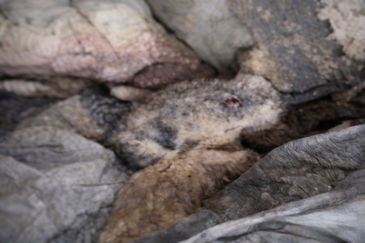 Bozüyük’te Barınakta Yeni Skandal: 7 Hayvan Ölü Bulundu