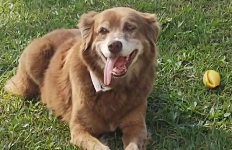 Brezilya’da Yeni Uygulama: Evcil Hayvanlar Aile Mezarlığına Gömülebilecek