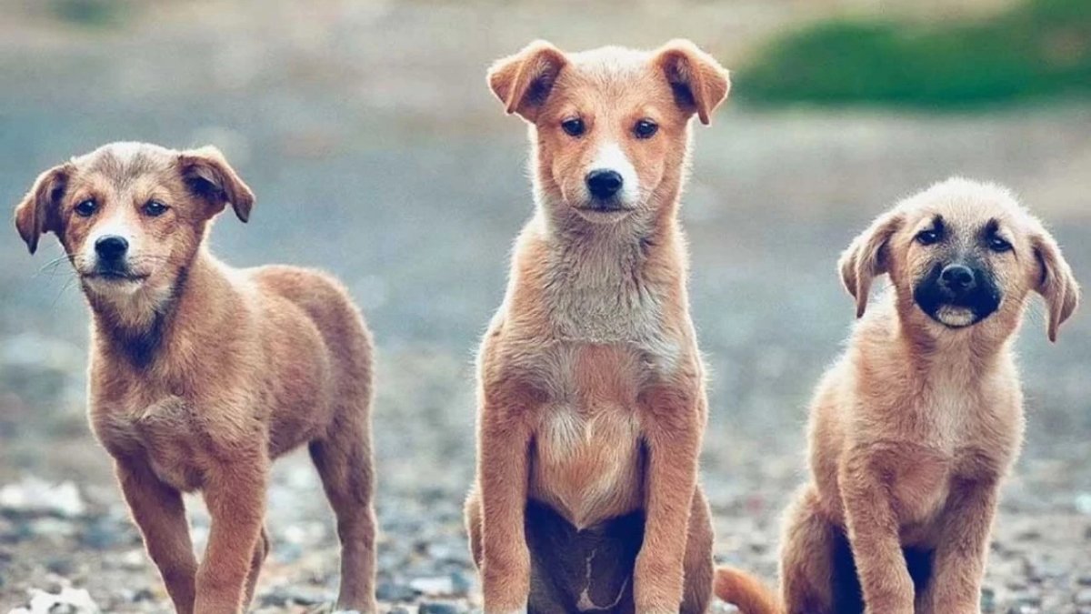 Güney Kıbrıs’ta Sokak Köpekleri ve Kediler İçin Ötenazi Sınırlandırılıyor