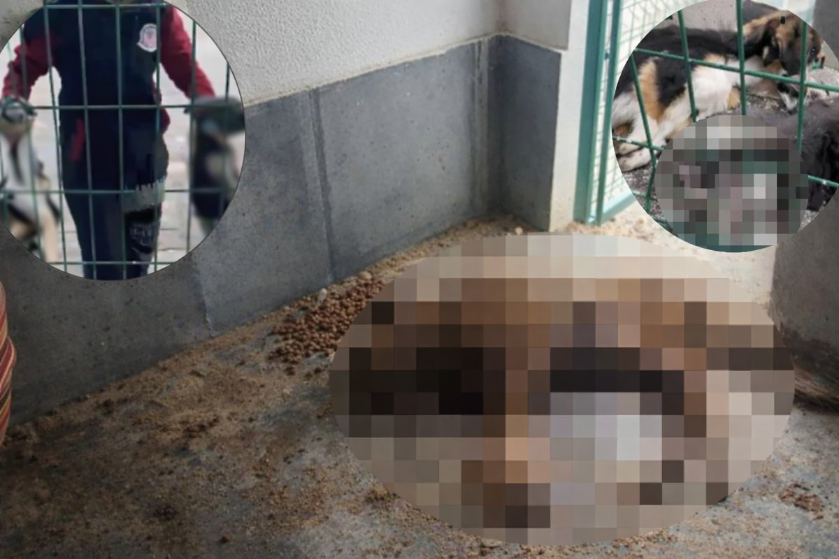 Burdur’da Barınak Tepkisi: Ölü Yavrular ve Yaralı Köpekler Soruşturma Başlattı