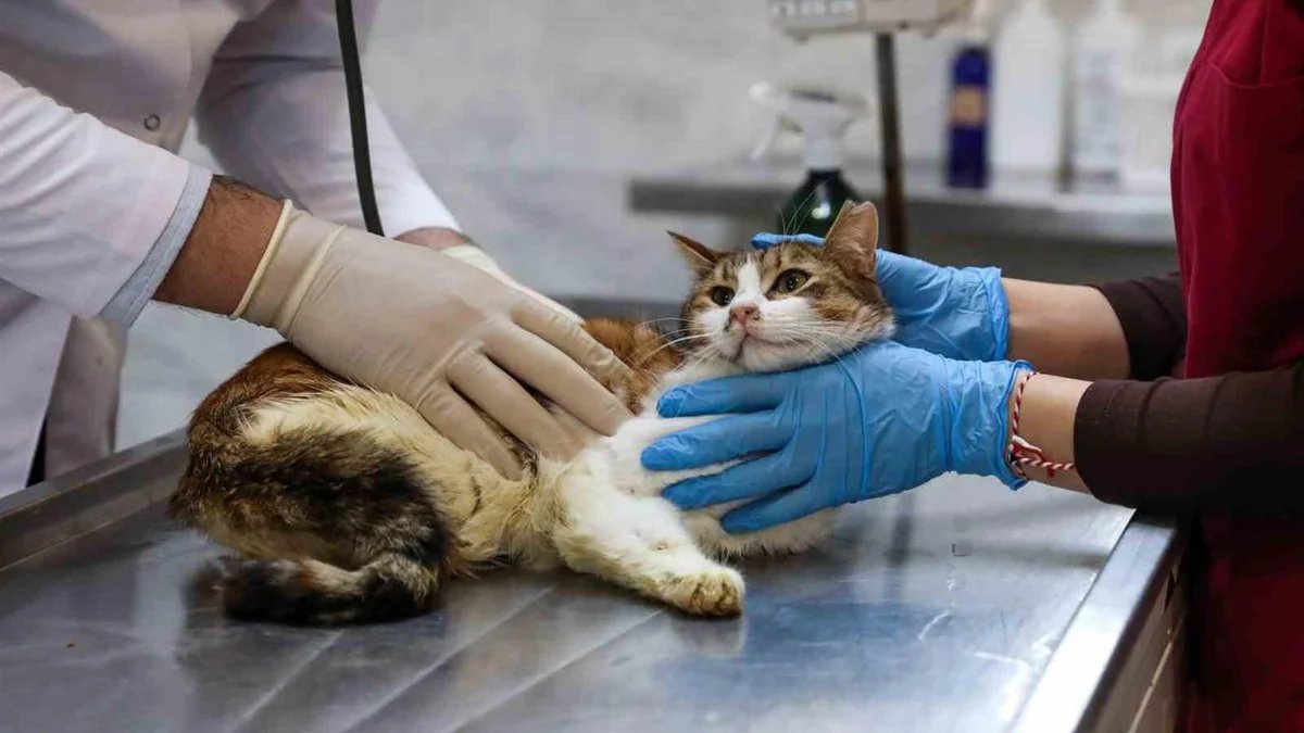 Bursa Yıldırım’da Araç Çarpmasıyla Yaralanan “Nefes” Ameliyatla Hayata Tutundu