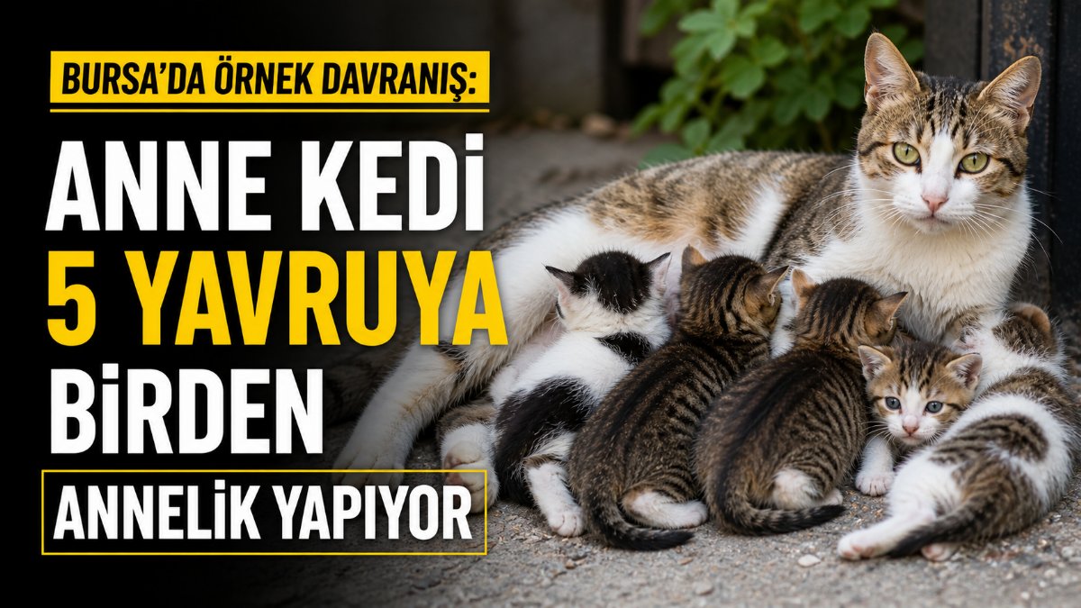 Bursa’da örnek davranış: Anne kedi 5 yavruya birden annelik yapıyor