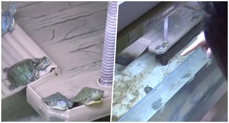 Bursa’da Satışa Sunulan 20 Kırmızı Yanaklı Kaplumbağa Koruma Altına Alındı