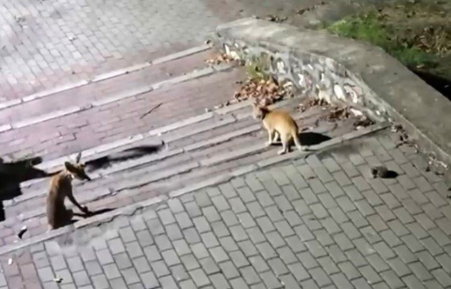 Bursa'da tilki, kedi ve kirpi aynı parkta buluştu