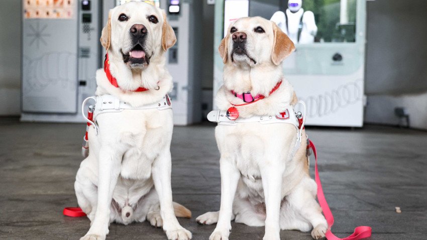 Büyük Köpekler Neden Daha Az Yaşıyor? Bilim İnsanları DNA'daki Yaşlanma İzlerini Araştırdı