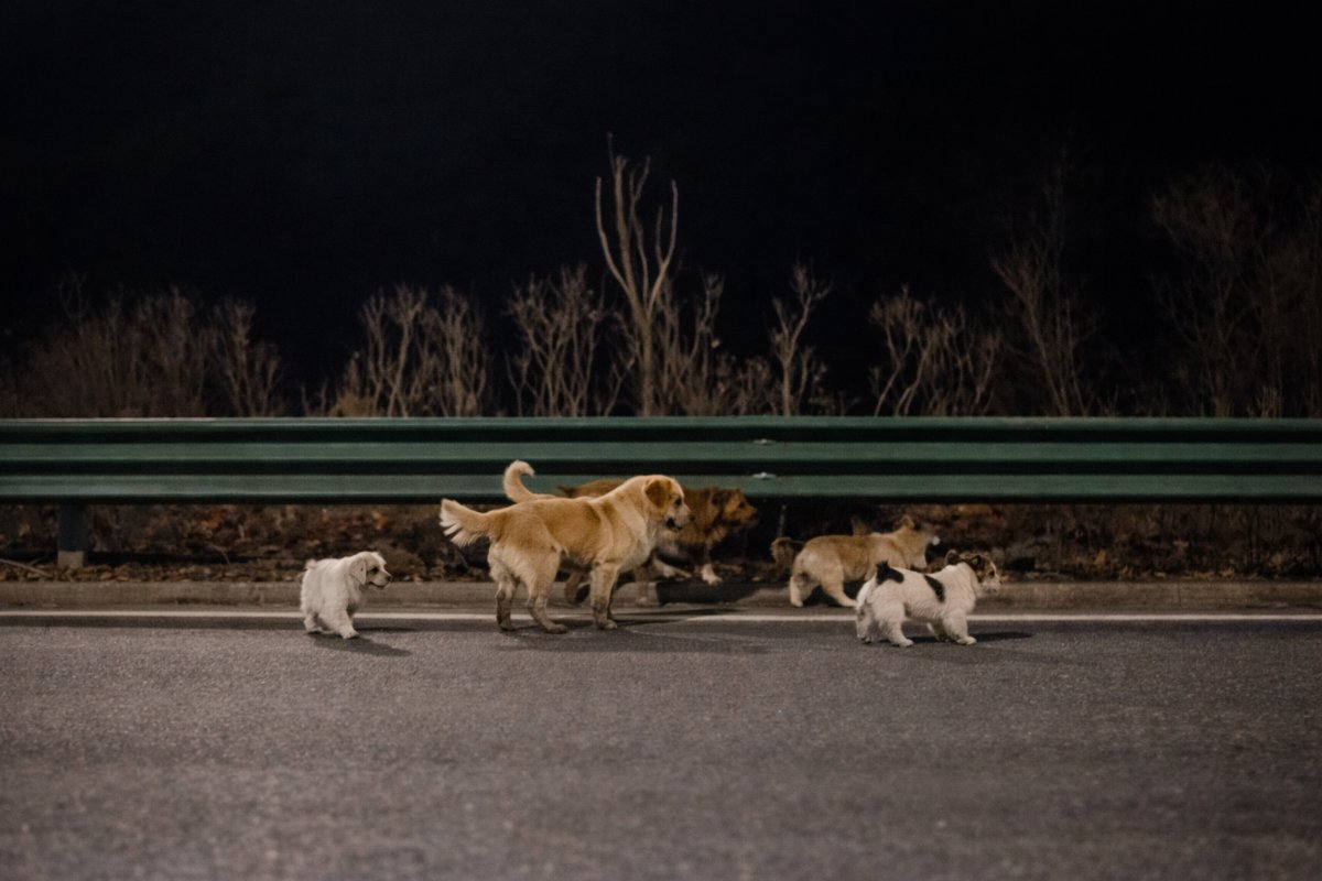 Corgi Lider Oldu, 7 Köpek Esaretten Kaçıp 17 Kilometreyi Aştı