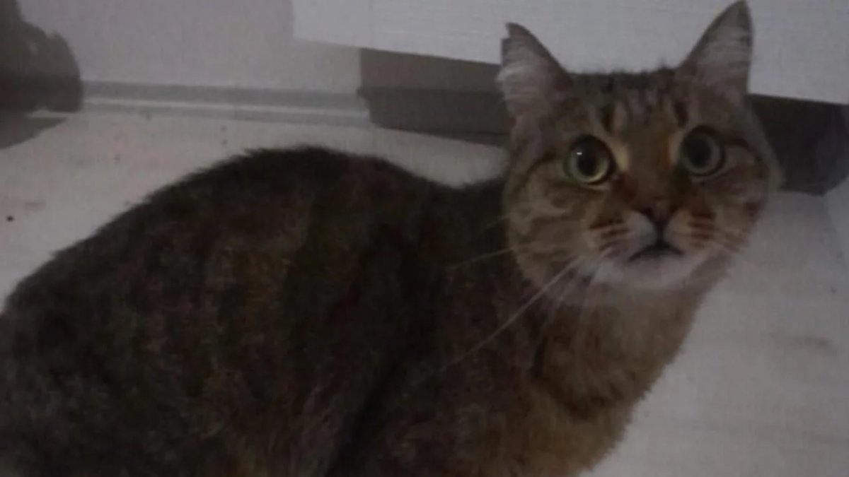 Çanakkale’de Rahim İltihabı Geçiren Sokak Kedisi Kurtarıldı