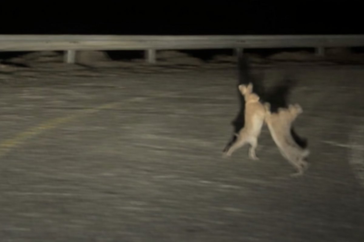 Çanakkale’de Tavşanların İlginç Kavgası Kamerada: Yol Kenarında Karşı Karşıya Geldiler