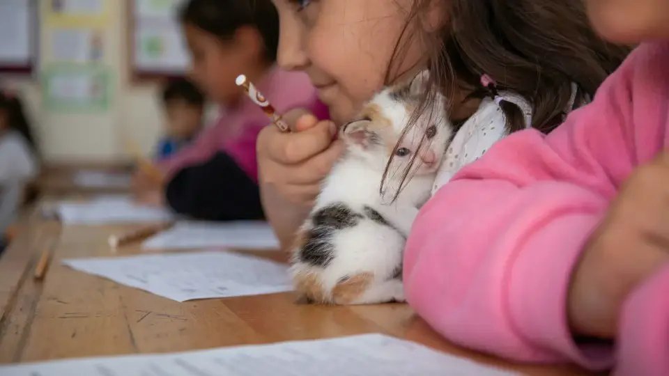 Çorum’da Öğrencilerden Örnek Davranış: Doğum Yapan Kedi ve Yavrularını Korudular