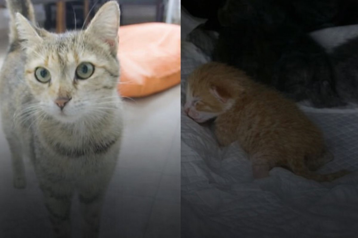 Çerkezköy’de Hamile Sokak Kedisi Emzirme Odasında Doğum Yaptı