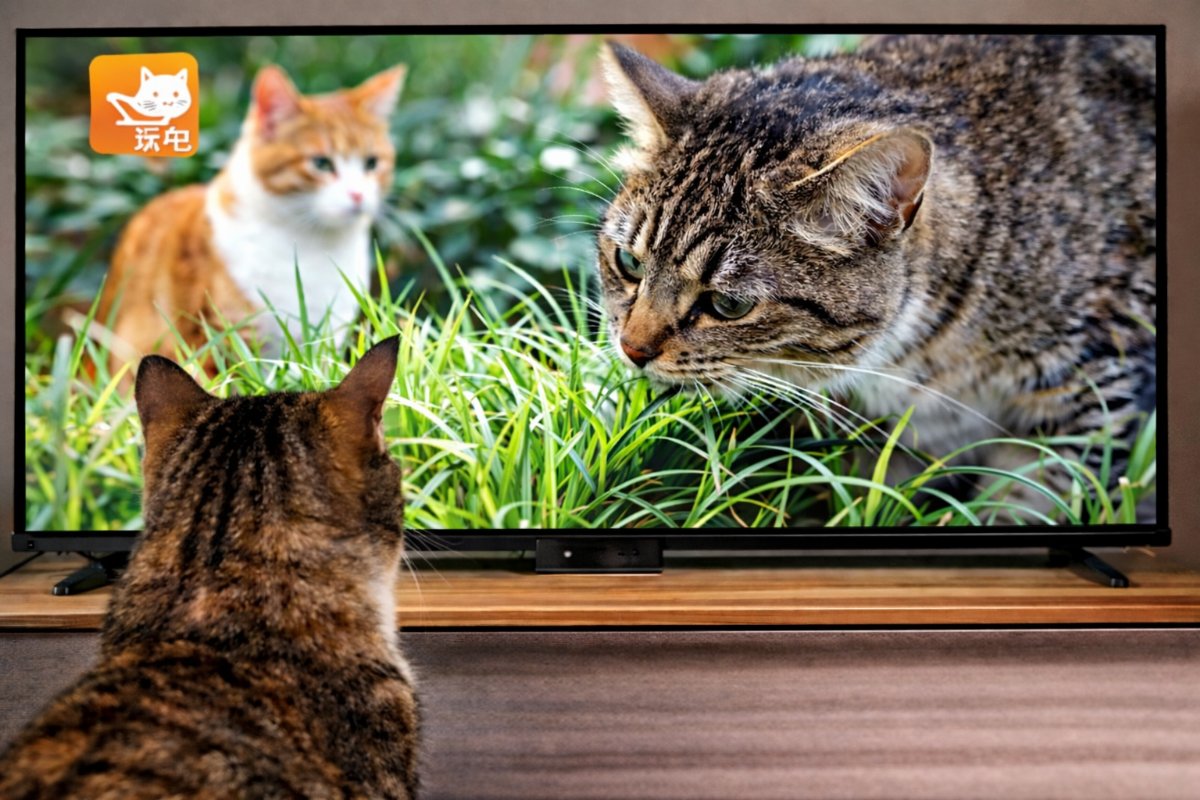 Çin’de Evcil Hayvanlara Özel Televizyon Dönemi Başladı