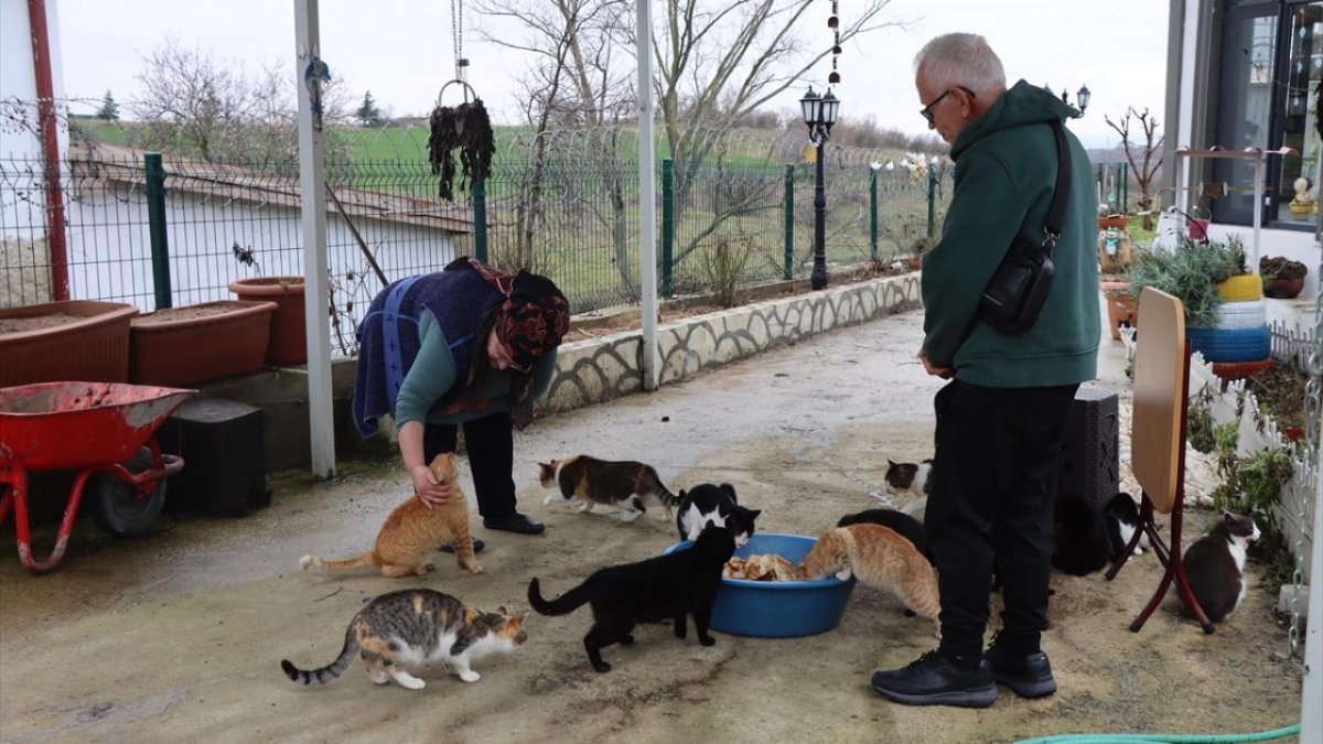 Doktor Tavsiyesiyle Başlayan Kedi Sevgisi 40 Kedilik Yuvaya Dönüştü